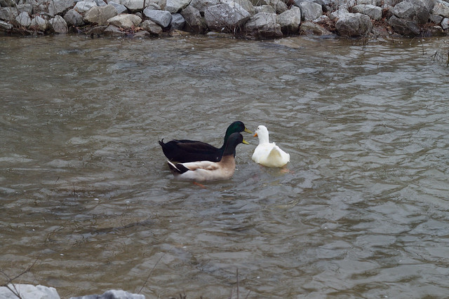2/6/2021 Ducks & Geese # 9