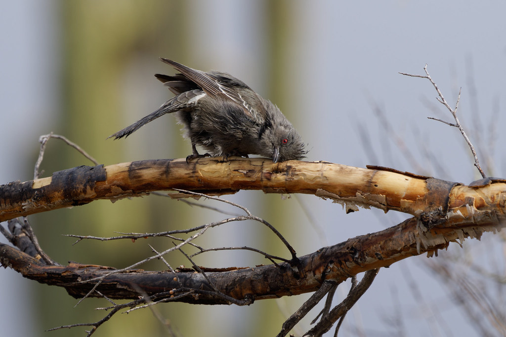 A phainopepla rubs her damp head feathers on a branch on the interpretative trail in the Fraesfield area of McDowell Sonoran Preserve in Scottsdale, Arizona on January 24, 2021. Original: _RAC3738.arw
