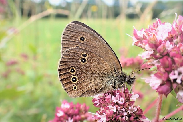 Butterfly 2058 (Aphantopus hyperantus)