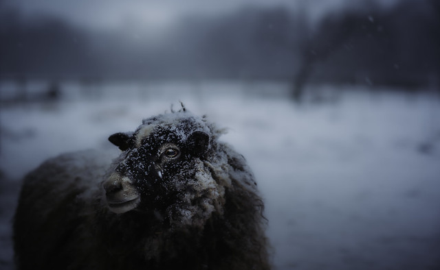 Snowy sheep