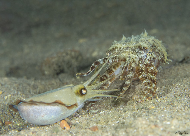 Needle Cuttlefish - Mating - Sepia aculeata