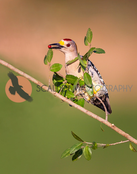 Golden-Fronted Woodpecker perched on branch with red berry in beak