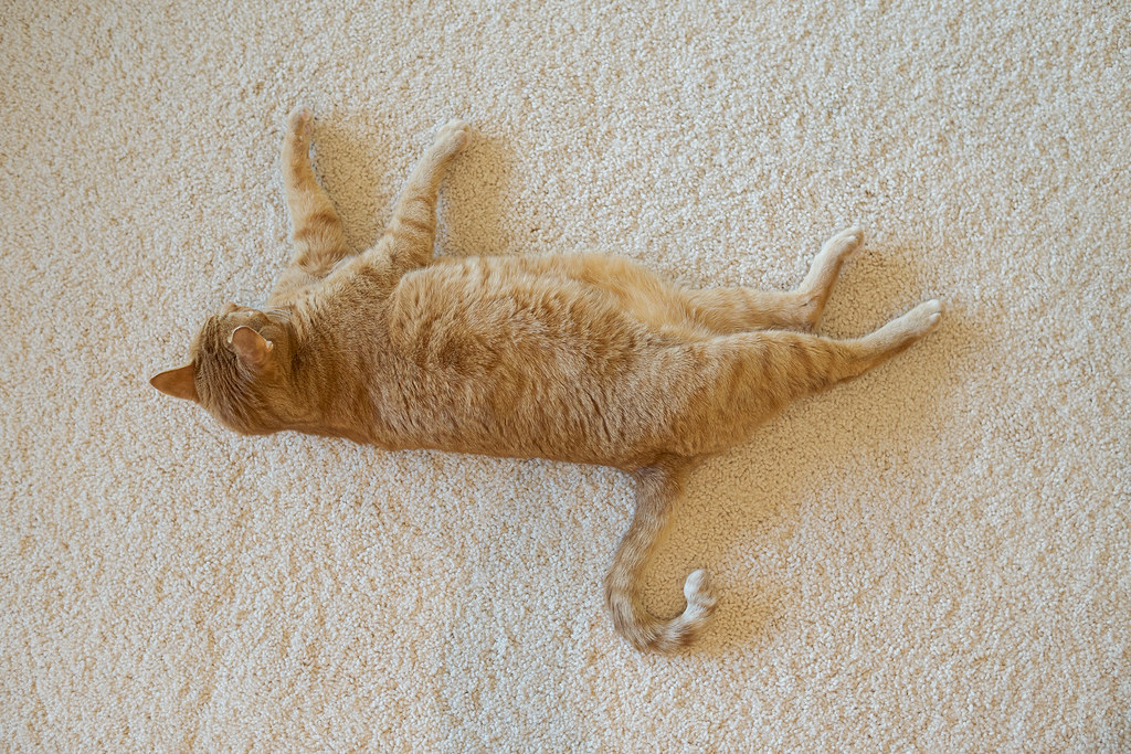Our cat Sam sprawls over the carpet as he relaxes on November 2, 2020. Original: _RAC7496.arw