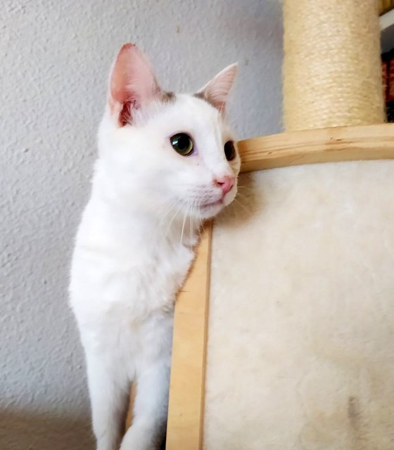 Anakin, gatito blanco con toques azules muy mimoso esterilizado, nacido en Septiembre´20, en adopción. Valencia. ADOPTADO.  50919767231_89395af989_z