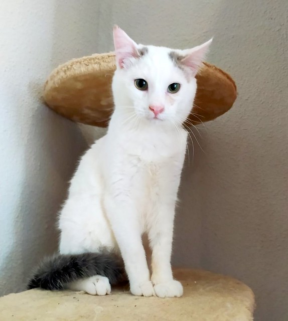 Anakin, gatito blanco con toques azules muy mimoso esterilizado, nacido en Septiembre´20, en adopción. Valencia. ADOPTADO.  50919767291_f3c343c72d_z