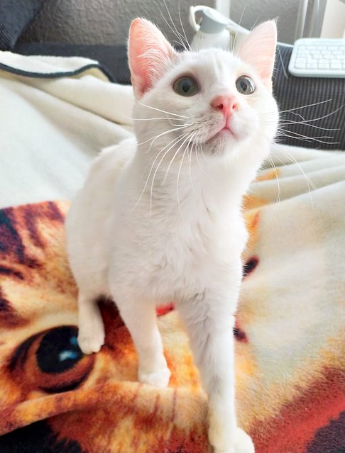 Anakin, gatito blanco con toques azules muy mimoso esterilizado, nacido en Septiembre´20, en adopción. Valencia. ADOPTADO.  50919767626_dec24da0cd_z