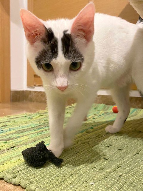 Anuk, gatito blanco con toques negros megadulce y juguetón, nacido en Septiembre´20, en adopción. Valencia. ADOPTADO.  50919781341_89416a532e_z