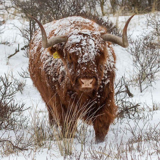 Scottish Highland Cow in the snow