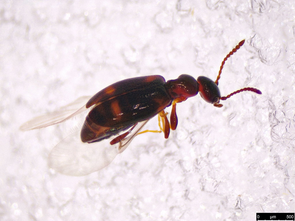 12b - Anthicidae sp.