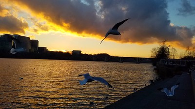 Seagulls by the Potomac
