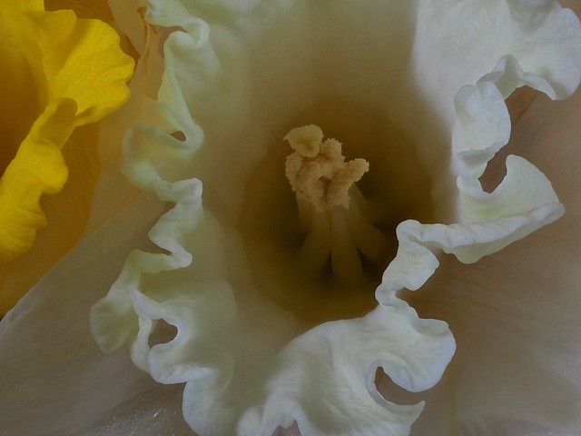 Daffodil 05