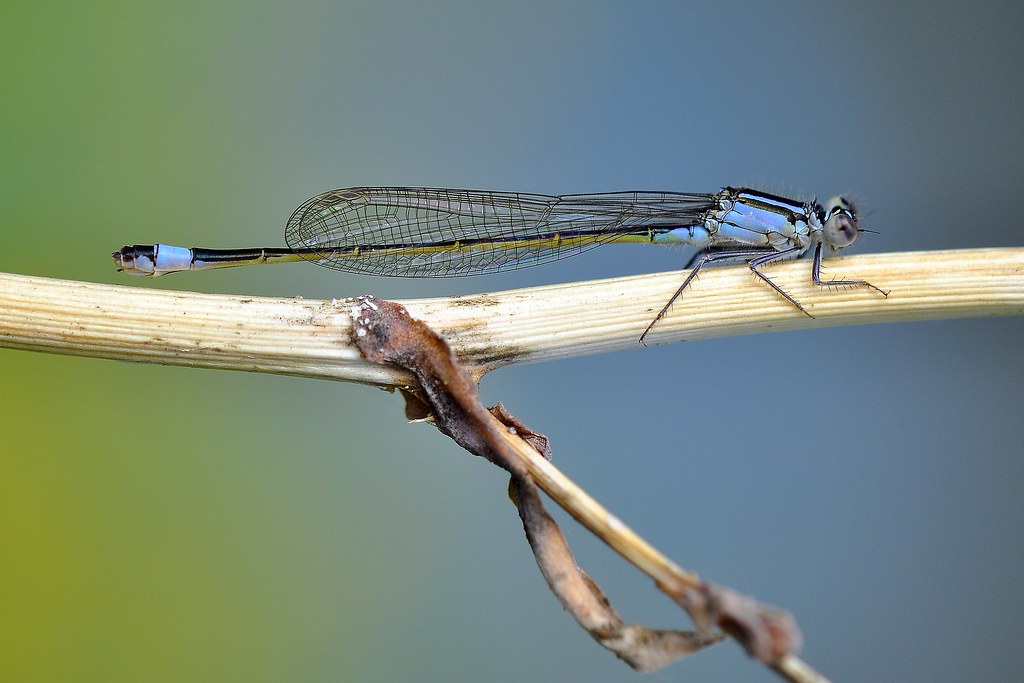 Ischnura elegans (Agrion élégant), femelle