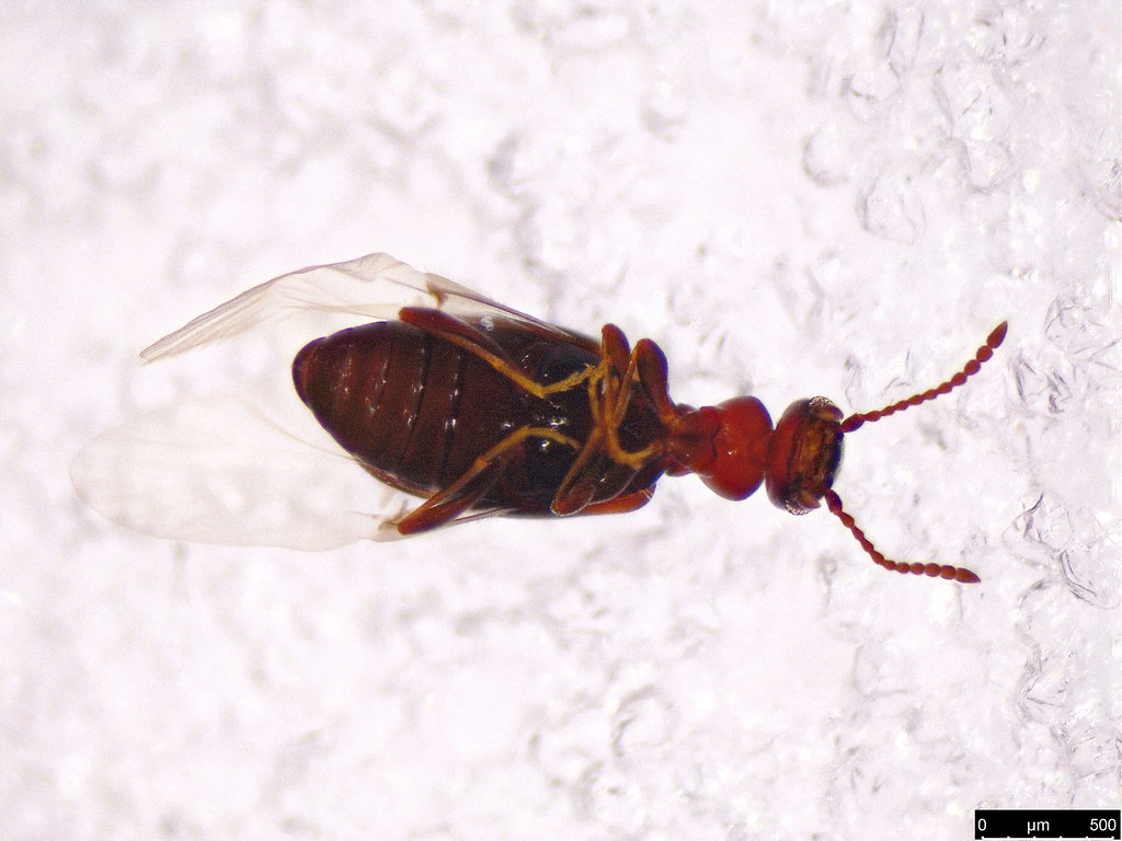 12a - Anthicidae sp.