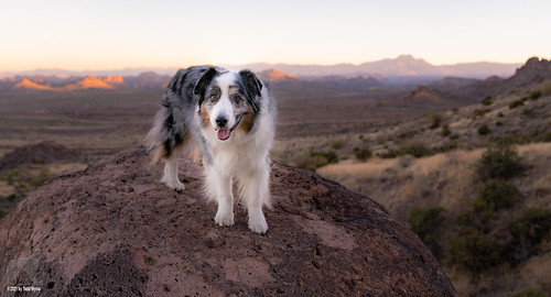 aussie australianshepherd dog adventure lostdutchmanstatepark mountain desert