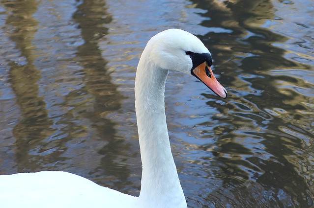 Knopsvane (Mute Swan / Cygnus olor)