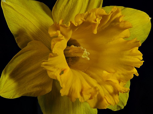 Daffodil 06