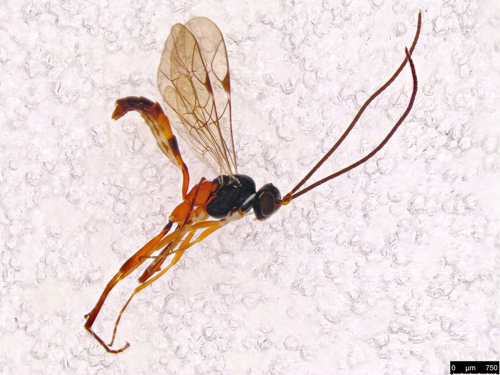 35 - Ichneumonidae sp.