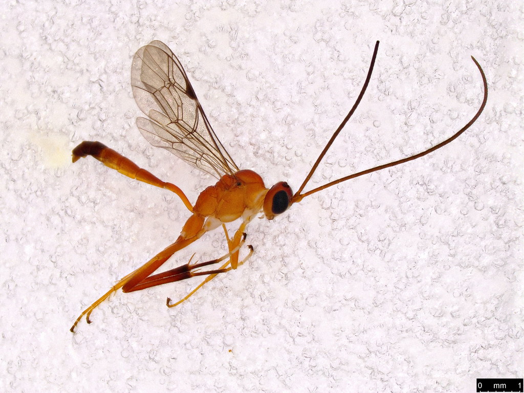 36 - Ichneumonidae sp.