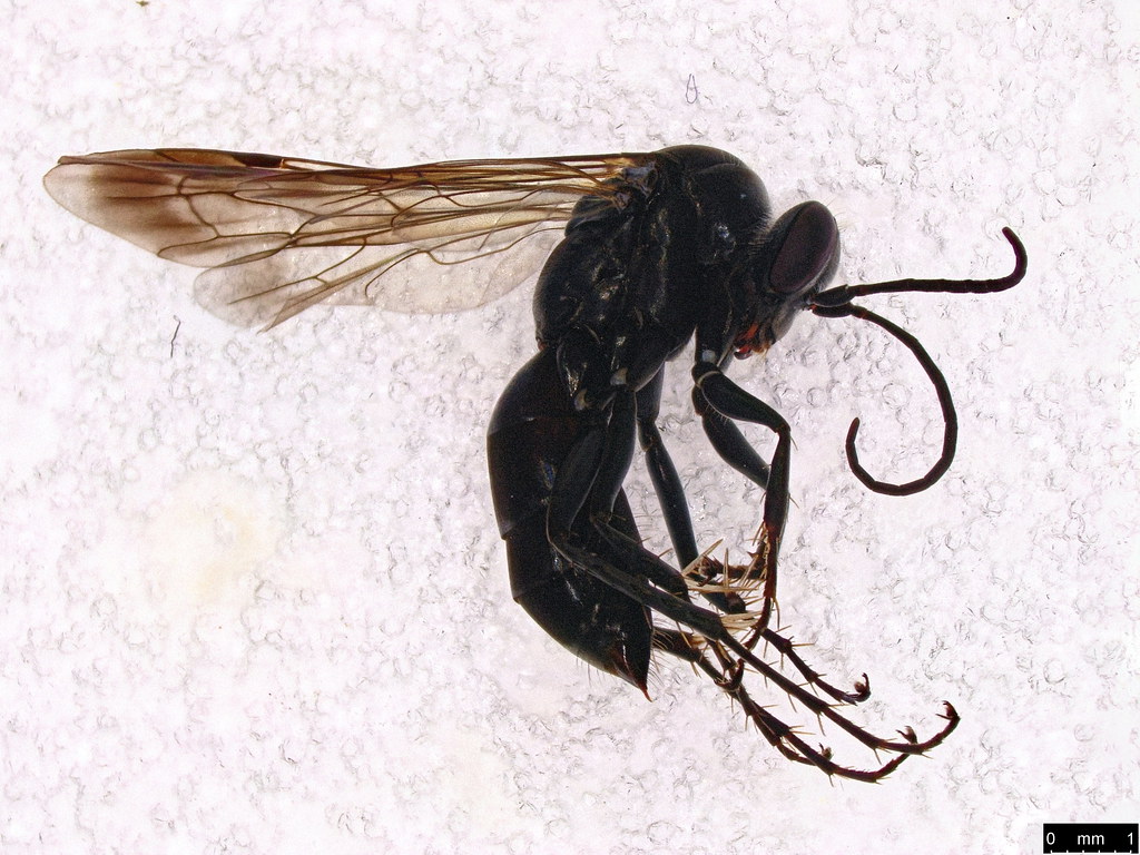 59 - Pompilidae sp.
