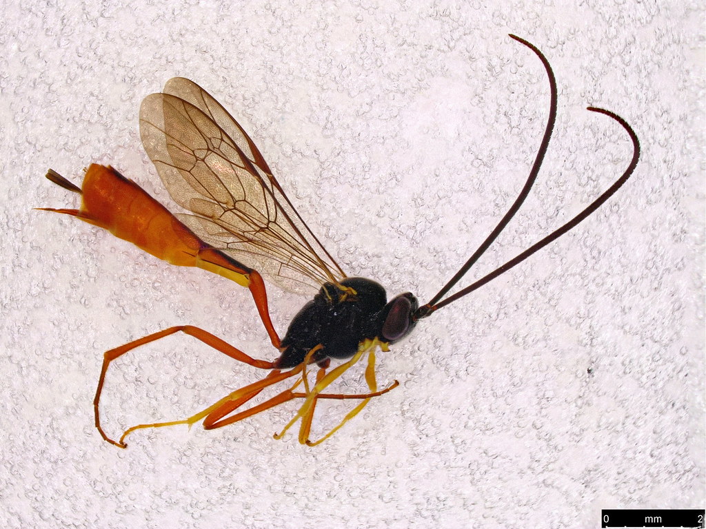 30 - Ichneumonidae sp.