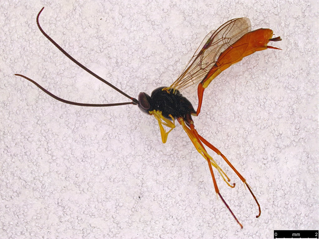32 - Ichneumonidae sp.