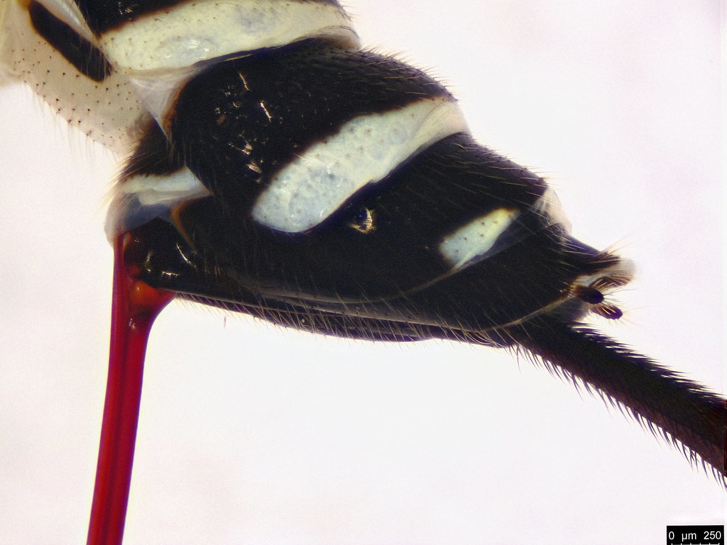 37d - Sericopimpla crenator (Fabricius, 1804)