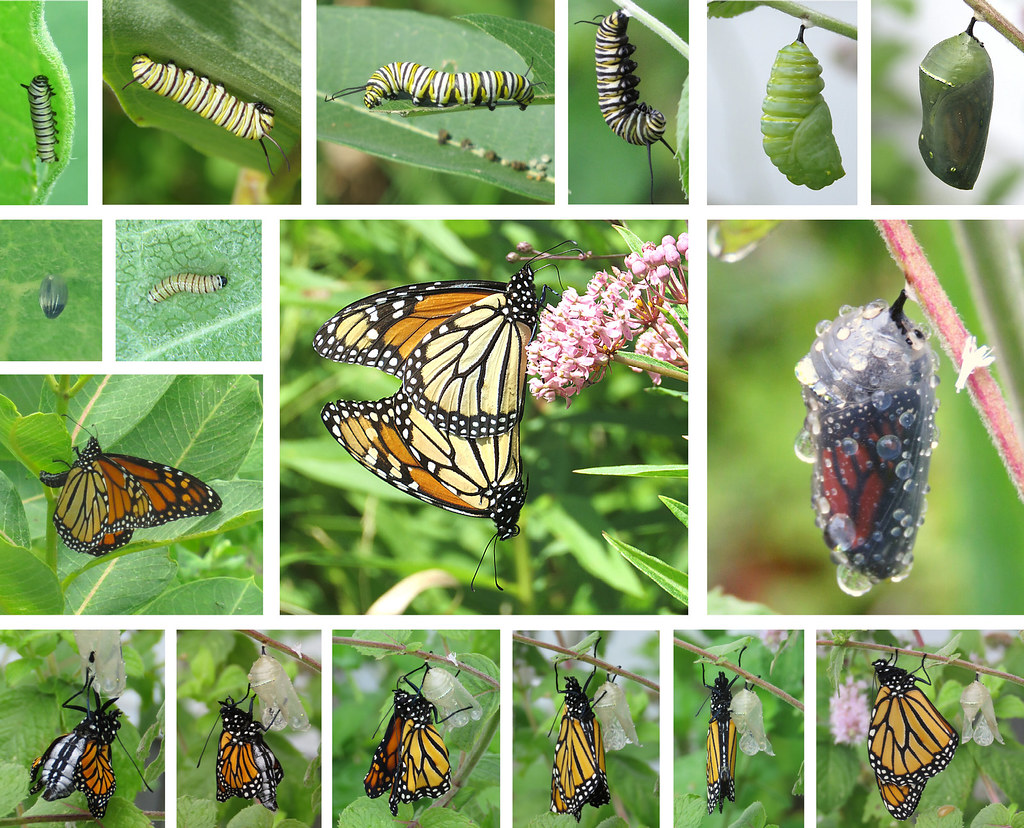 Monarch Metamorphosis (Explored) | In summer 2020 I finally … | Flickr