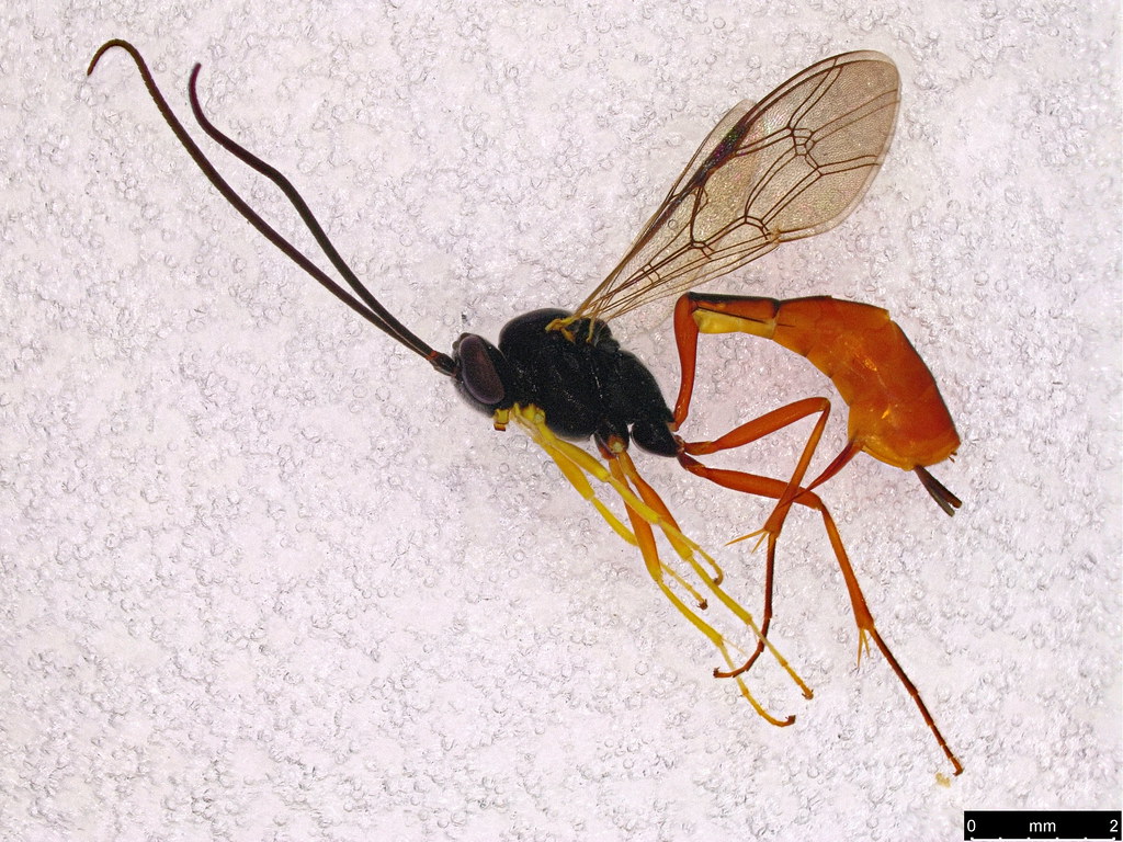 33- Ichneumonidae sp.