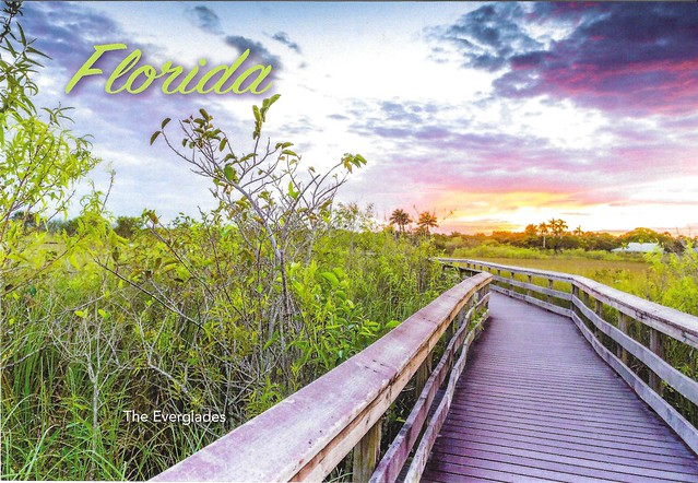 Florida Everglades Postcard