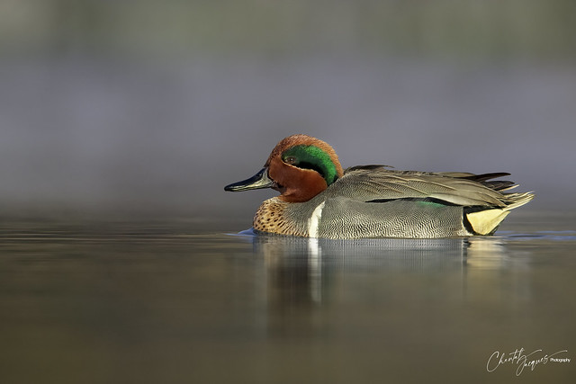 Sunny Side Up - Green-winged Teal