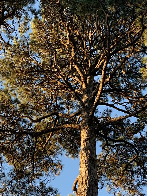 Golden pine in the Sunset