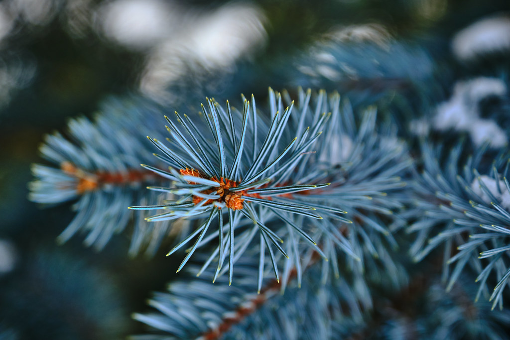 39/365 : The Blue Spruce