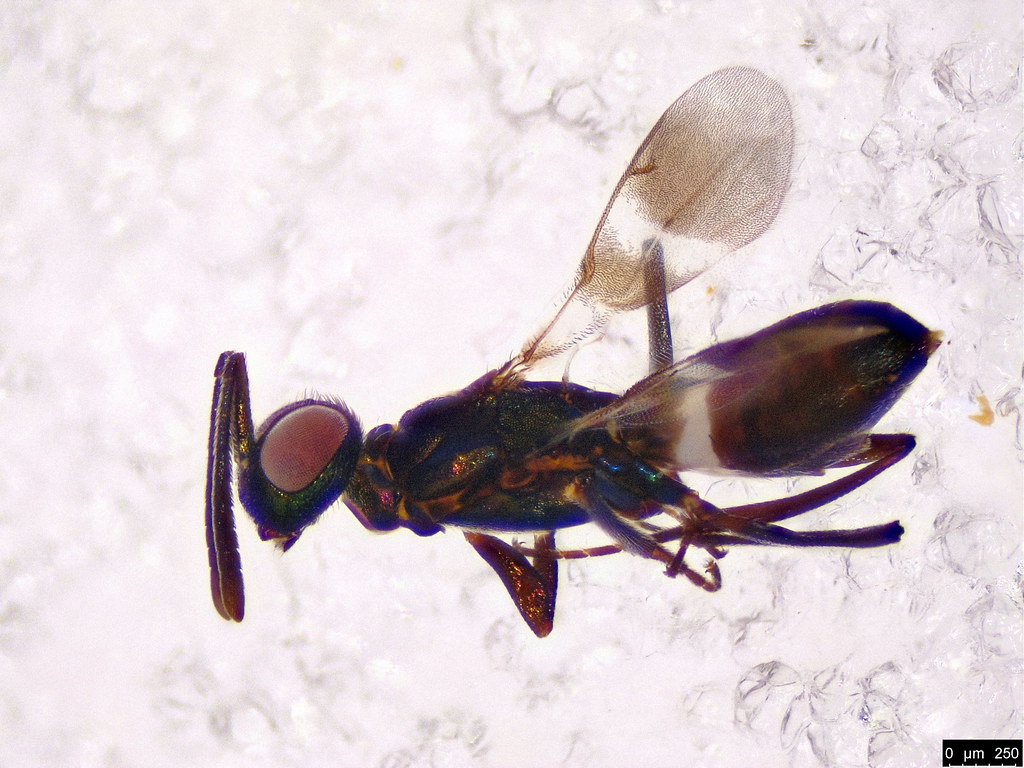 43b - Chalcidoidea sp.