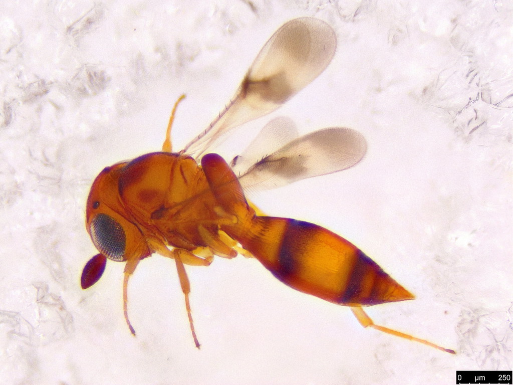 50b - Hymenoptera sp.