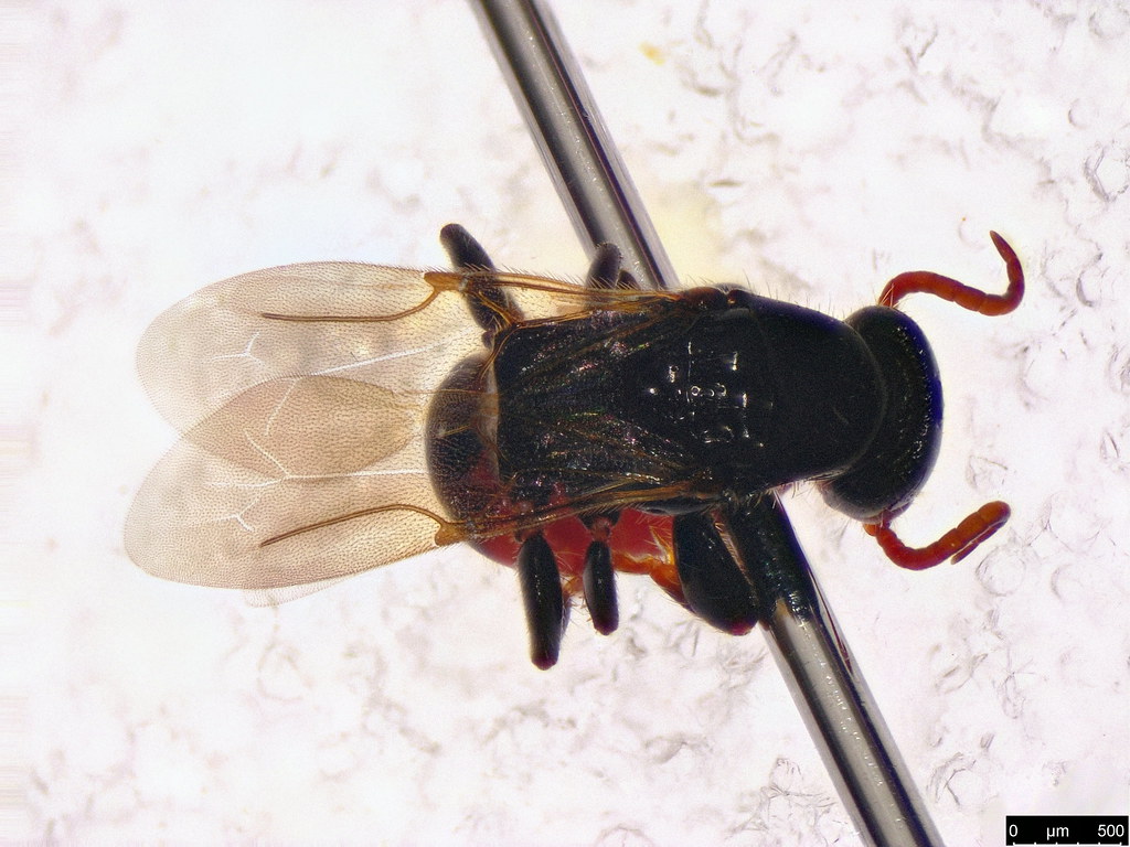 54b - Bethylidae sp.