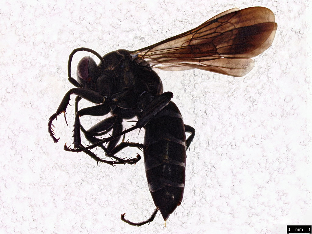 58a - Pompilidae sp.