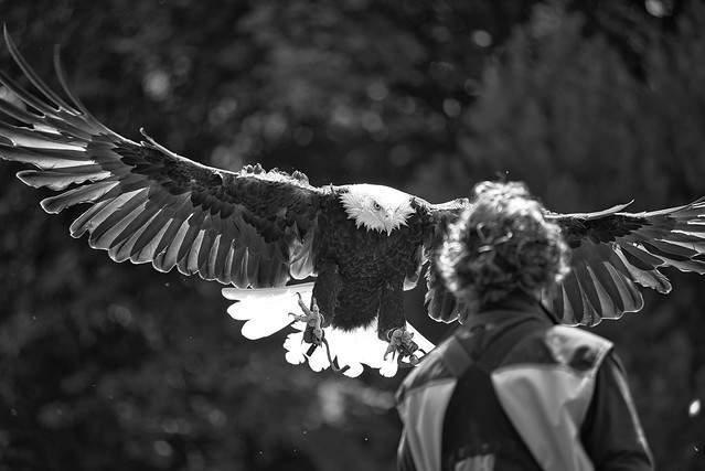 Weißkopfseeadler Landung / Landing bald eagle (Haliaeetus leucocephalus)