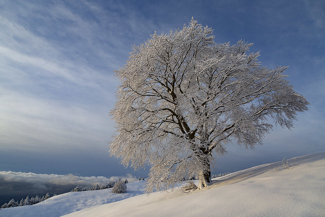_K6A0950-P Monte Jouf, la grande nevicata (Massimo Beltrame)