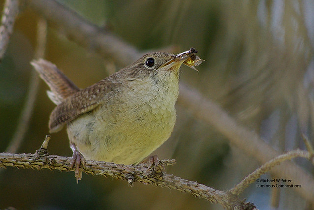 House Wren with food