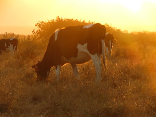 sunset cow dusk delta lolita ungulate bovine goldenhour eveninggoldenliningnocturnehumboldtcountypasturegrasslands