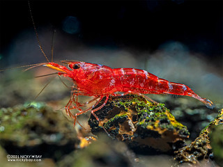 Mini six stripe shrimp (Caridina sp.) - P2084316
