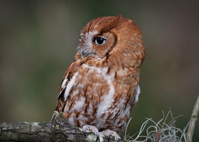 Eastern Screech Owl.  -  Megascops asio