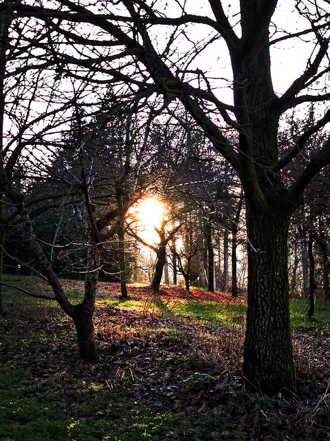 Sole tra gli alberi verso il tramonto