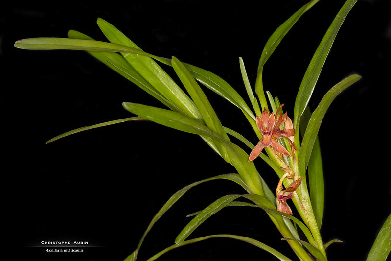 Maxillaria multicaulis 50925829952_fdf87d9ebd_c