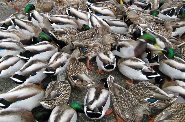 Ducks Not in a Row