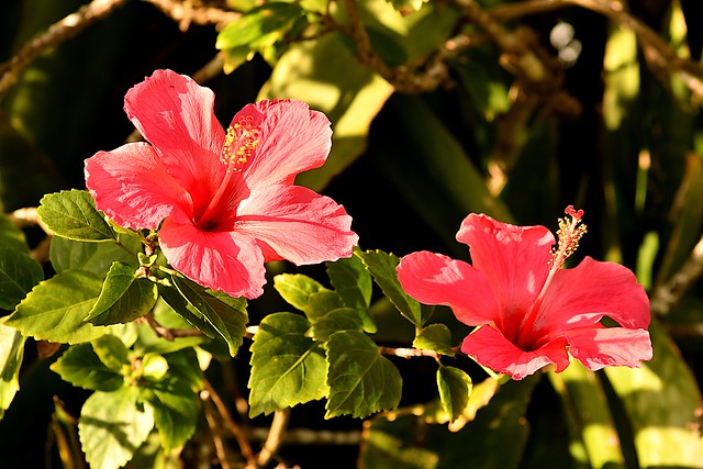 Hibiscus cultivar (Hibiscus rosa-sinensis)
