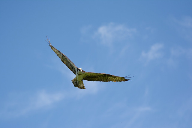 ^\/^ Grandeur Of Flight ~ Northern Osprey - II. ^\/^
