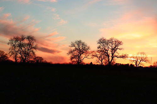 evening sky cloud light tree sunset