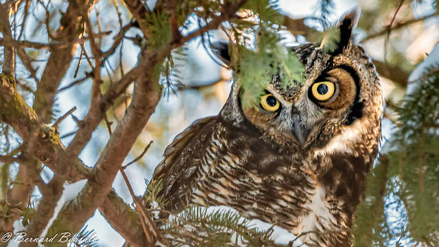 Grand-duc d'Amérique - Bubo virginianus - Great Horned Owl