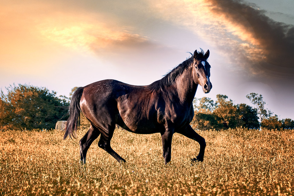A horse in the field